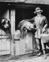 Uma filha de juízes que trabalha lealmente em um Sussex distante: Senhorita Trayner alimentando porcos, do The Illustrated War News, 26 de julho de 1916